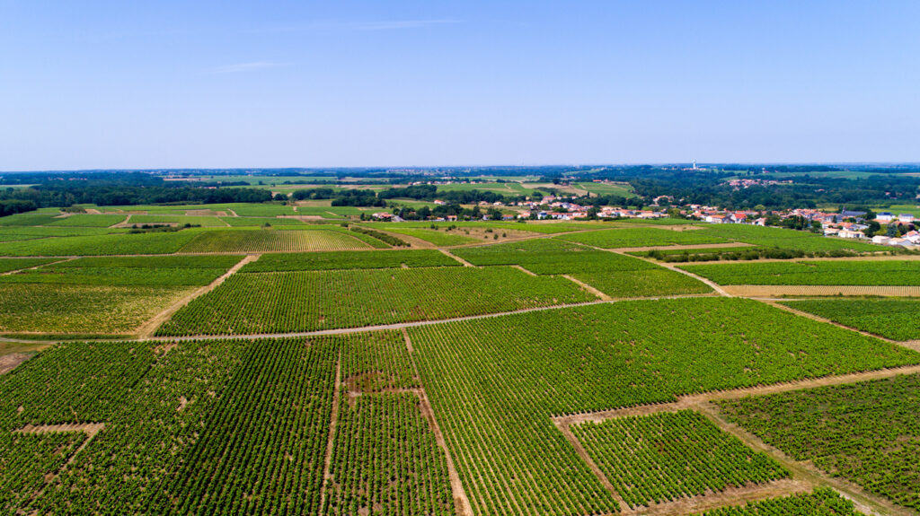 projet VIEILLEVIGNE