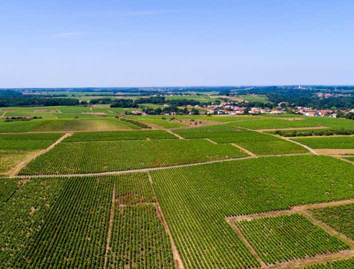 projet VIEILLEVIGNE